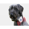 Ultrasonic Dog Collar weared by black terrier demo